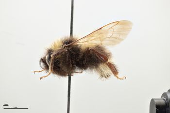 Media type: image;   Entomology 804620 Aspect: habitus lateral view